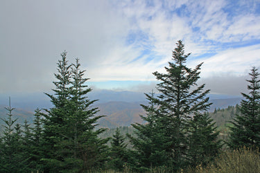 20 FRASER FIR Tree Abies Fraseri Christmas Tree Southern Balsam Fir Native Evergreen Seeds